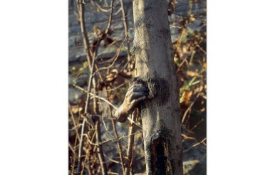Giuseppe PENONE, main et arbre, 1968, moulage en bronze de la main de l'artiste posée sur un tronc d'arbre
